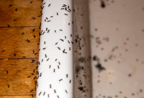 Best Residential Pest Control  in Prairie Village, KS